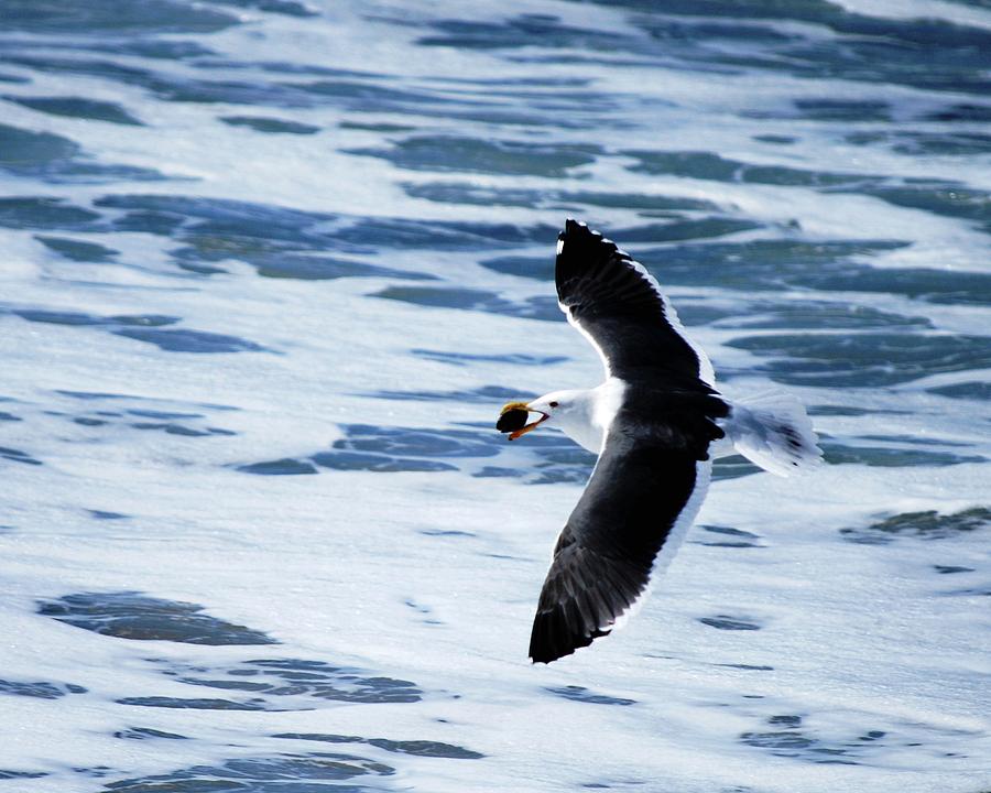 Seagull Photograph - Bird Over Ocean by Matt Quest