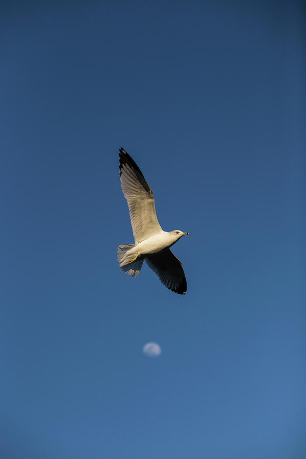 Bird Over The Moon Photograph by Jason Hughes