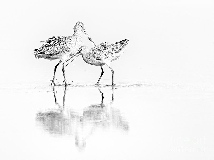 Bird Pair  Photograph by Sonya Lang