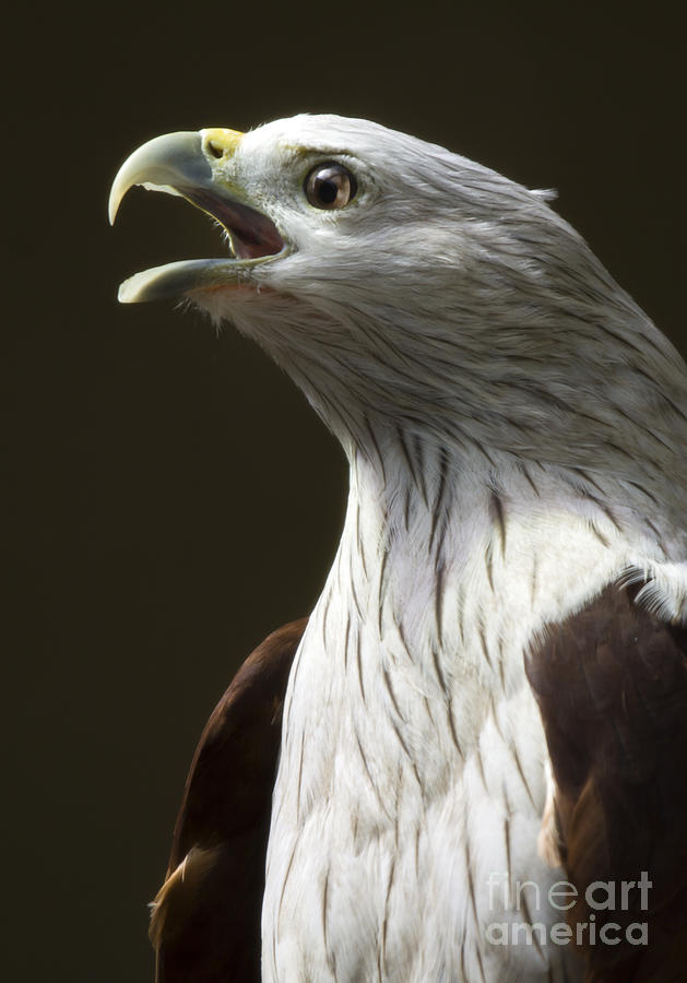 Eagle Photograph - Bird Portrait by Ang El