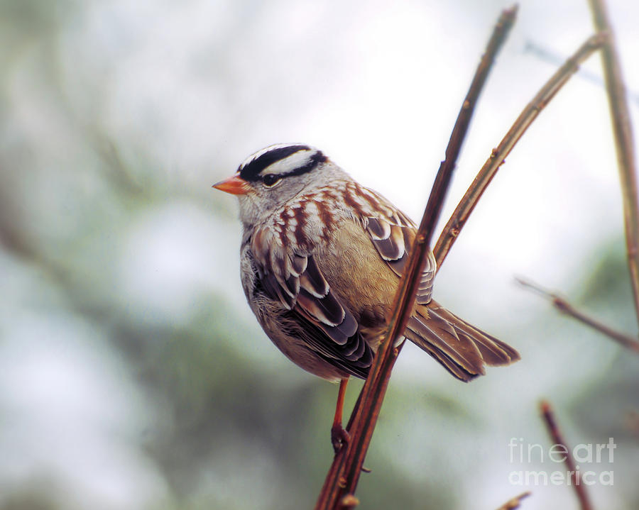 Bird Portrait - White-crowned Sparrow Photograph by Kerri Farley