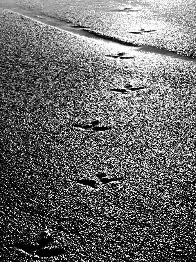 Bird Prints in the Sand black and white Photograph by Jill Reger