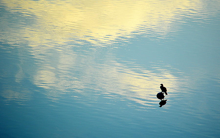 Bird Reflection Photograph by AJ Schibig