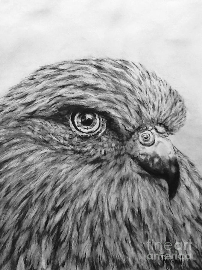 Birds Drawing - Bird by Regan J Smith Birds Drawing - Bird by Regan J Smith