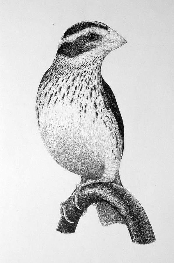 Discover more than 81 bird pen sketch super hot - in.eteachers