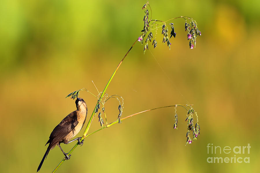 Nature Photograph - Bird Seed by Rick Mann