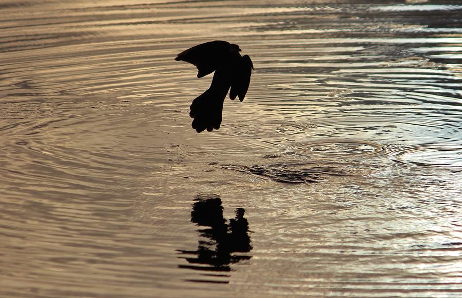 Bird Silhouette Photograph by Cynthia Guinn