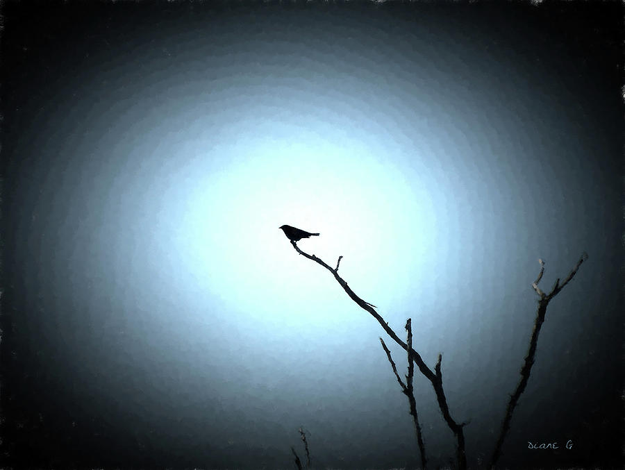 Bird Silhouette Photograph by Diane Giurco