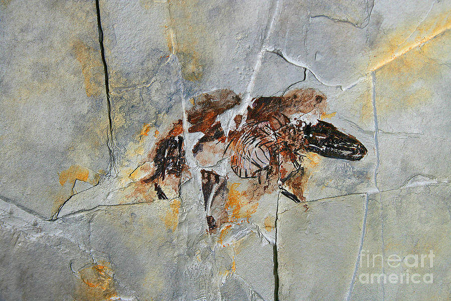 sinornithosaurus fossil