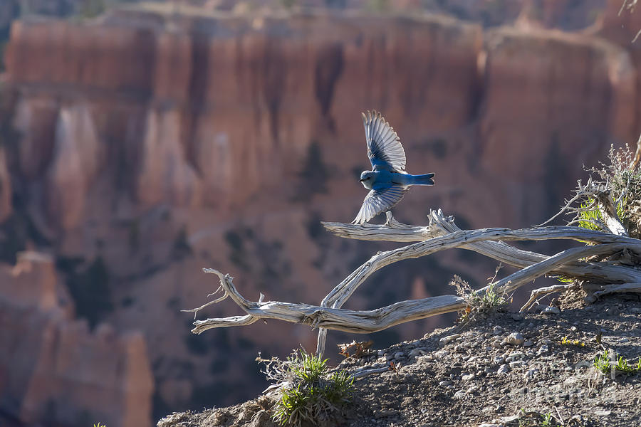 Bird soaring over the ledge of the canyon Photograph by Dan Friend