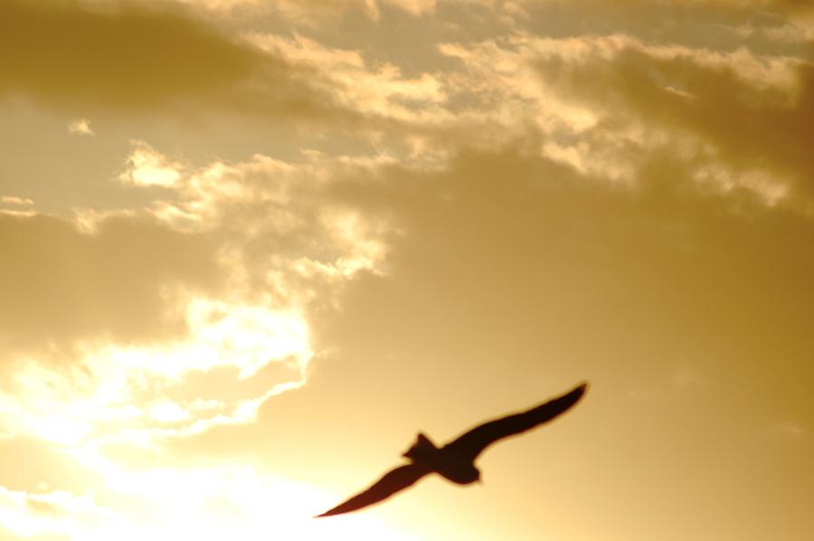 Bird Photograph - Bird Soaring to Heavens by Matt Quest