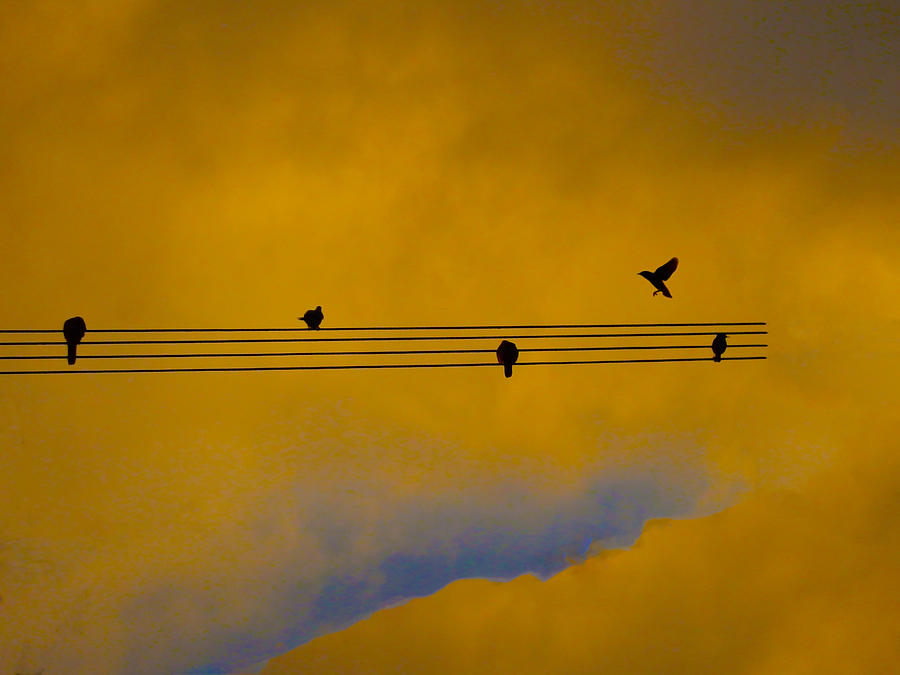 Bird Song Photograph by Mark Blauhoefer