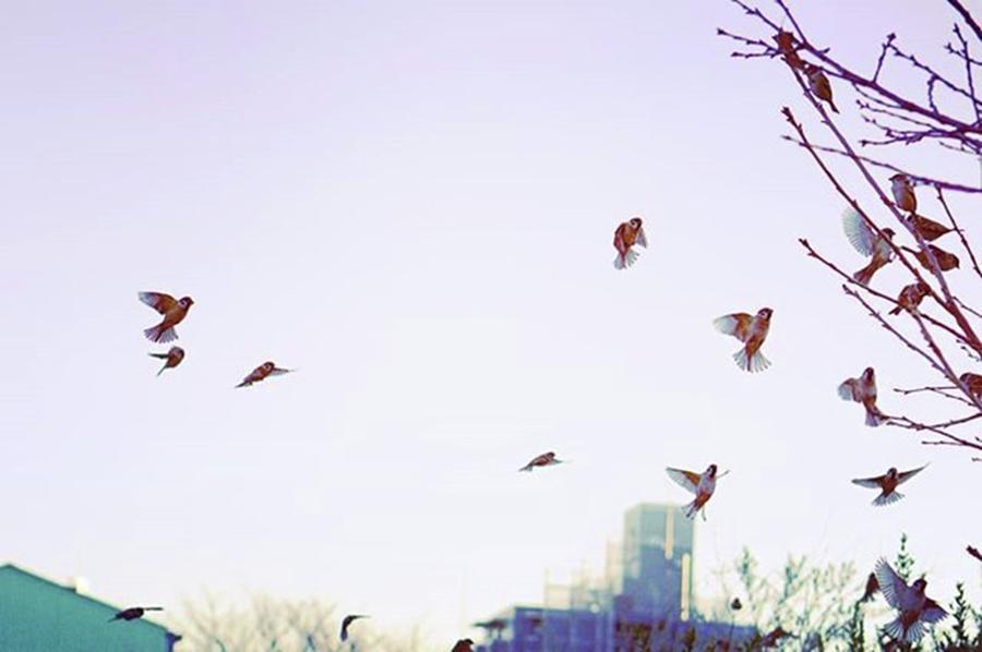 Sparrow Photograph - #bird #sparrow  #nature #park by Yoshitaka Hayashi
