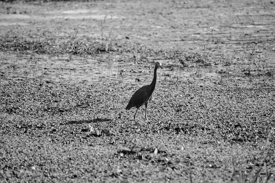 Bird Standing Photograph by Joseph Caban