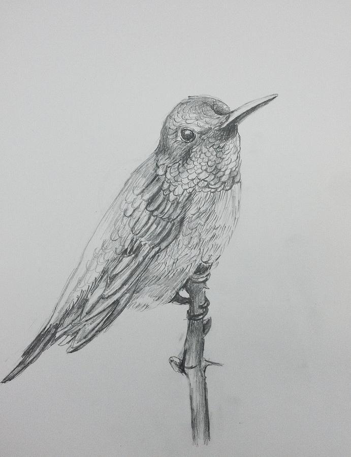 Bird study Drawing by Hae Kim - Fine Art America