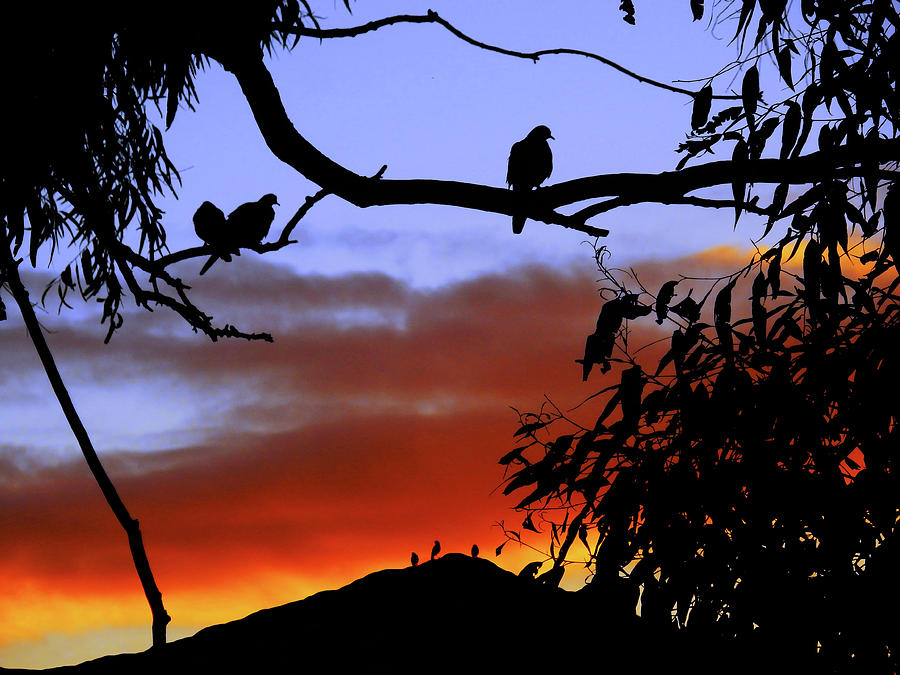 Bird Sunrise Photograph by Mark Blauhoefer