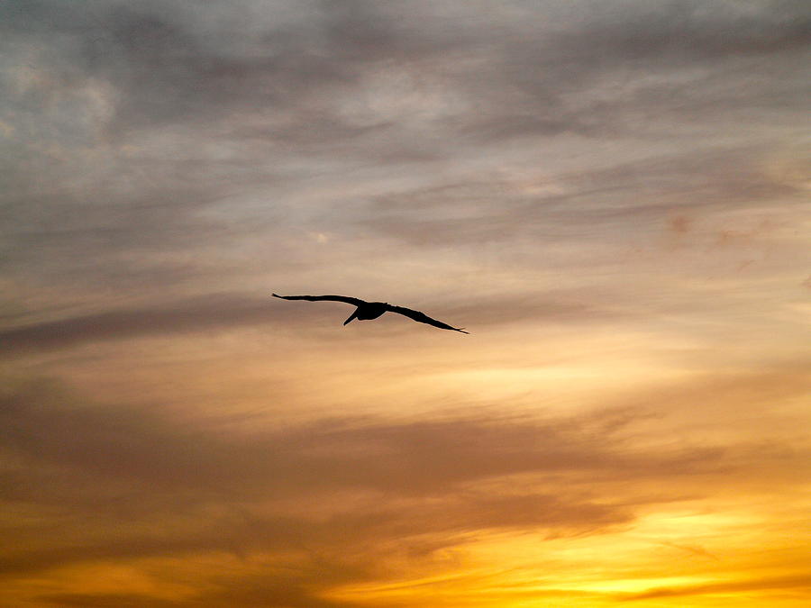 Sunset Photograph - Bird Sunset Silhouette by Kareem Farooq
