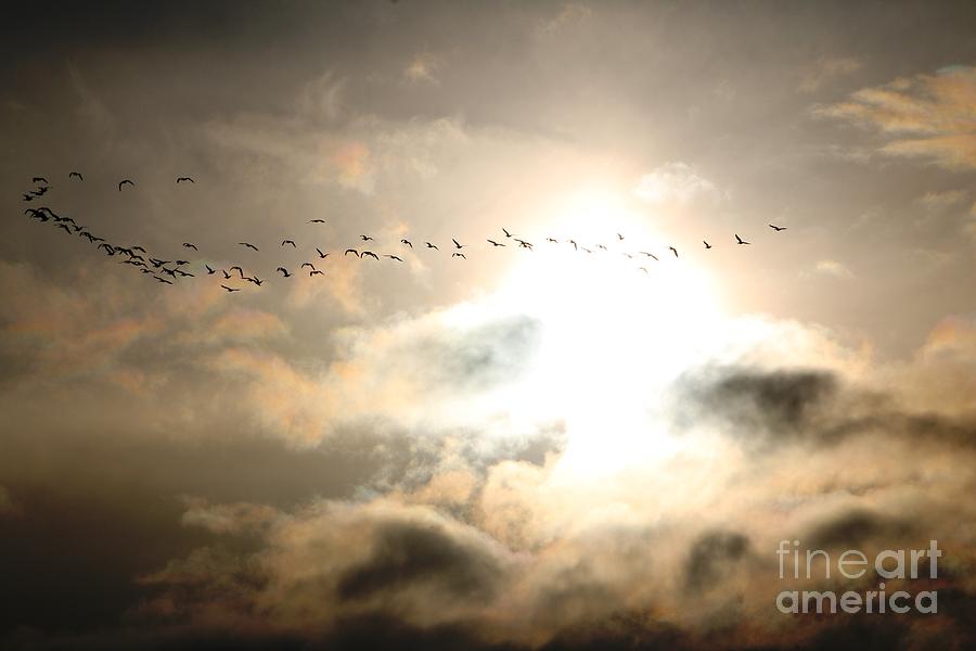 Bird Sunset Sillouette  Photograph by Nick Gustafson