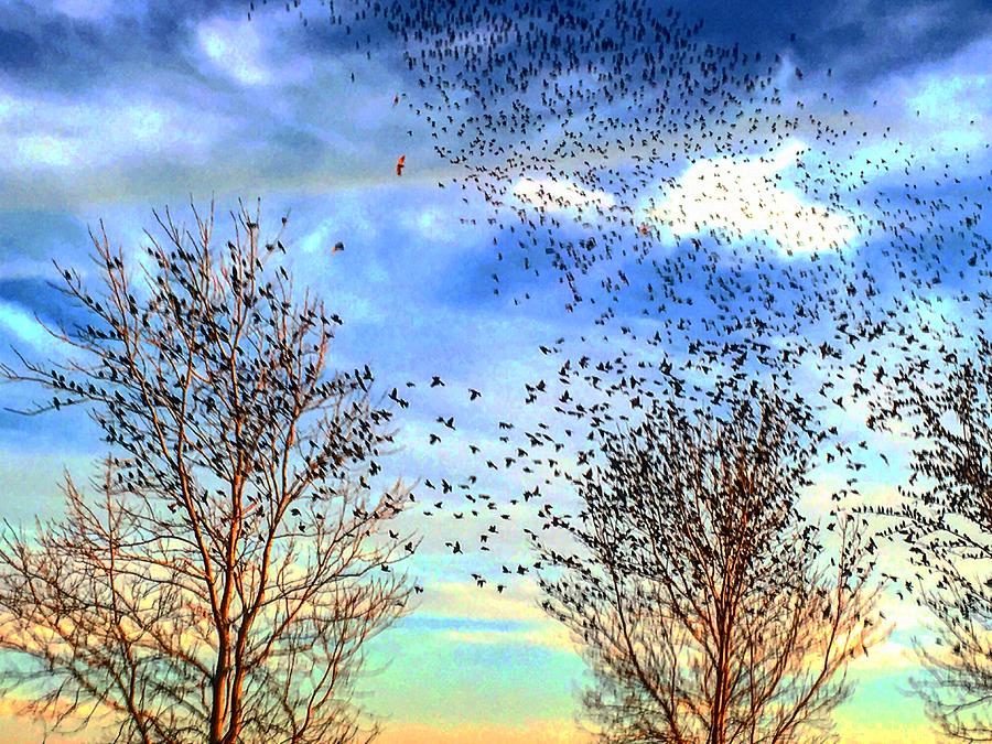 Bird Swarm versus Hawks Photograph by Michael Oceanofwisdom Bidwell
