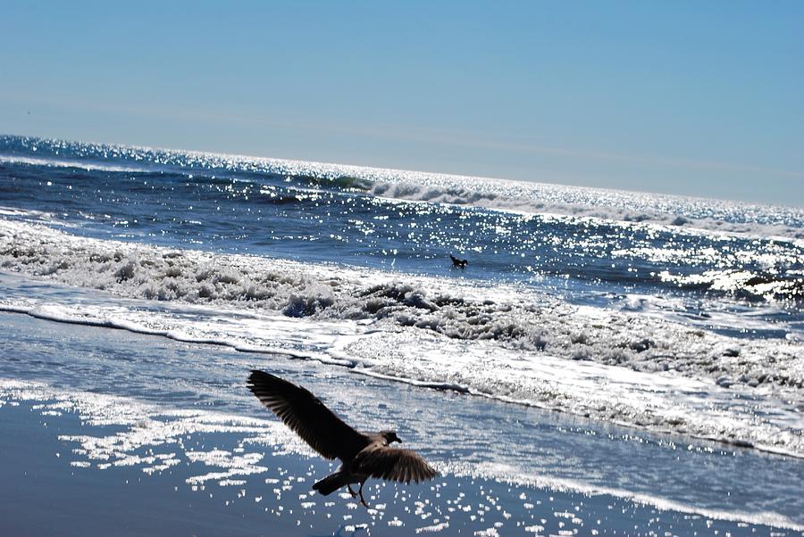 Nature Photograph - Bird Takes off Over the Pacific by Matt Quest