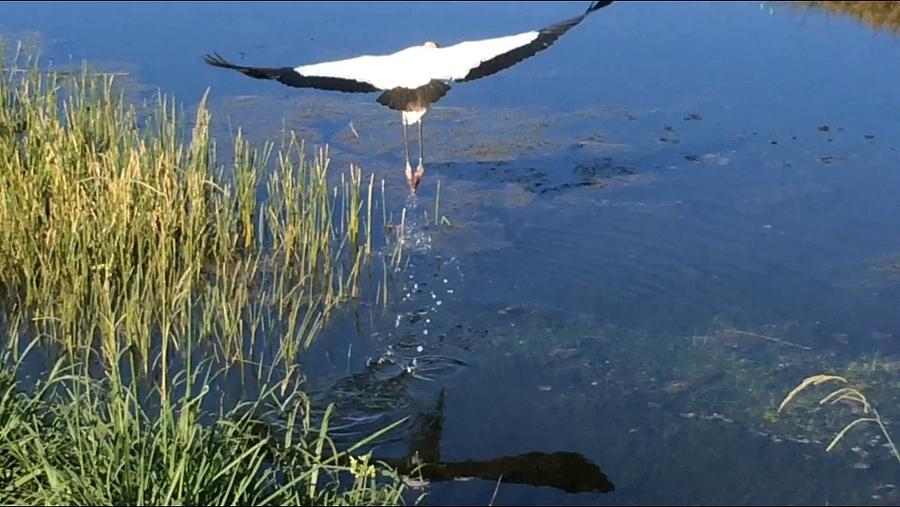 Pond Photograph - Bird taking off by John Boyd