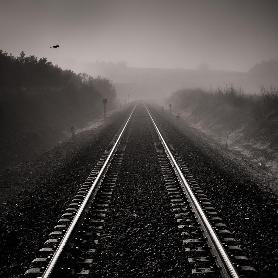 Bird through the foggy railway Photograph by Guido Montanes Castillo ...