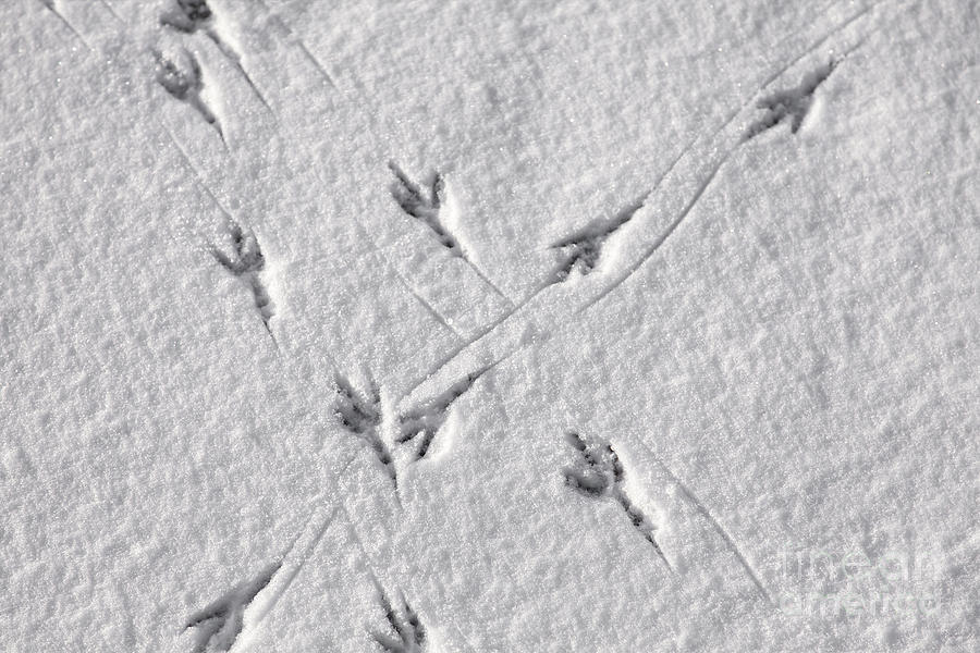 Bird tracks in the snow Photograph by Sophie McAulay