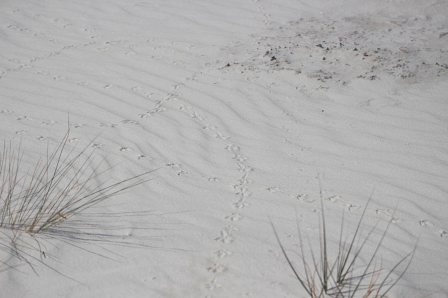 Bird Tracks in White Sands Photograph by Colleen Cornelius