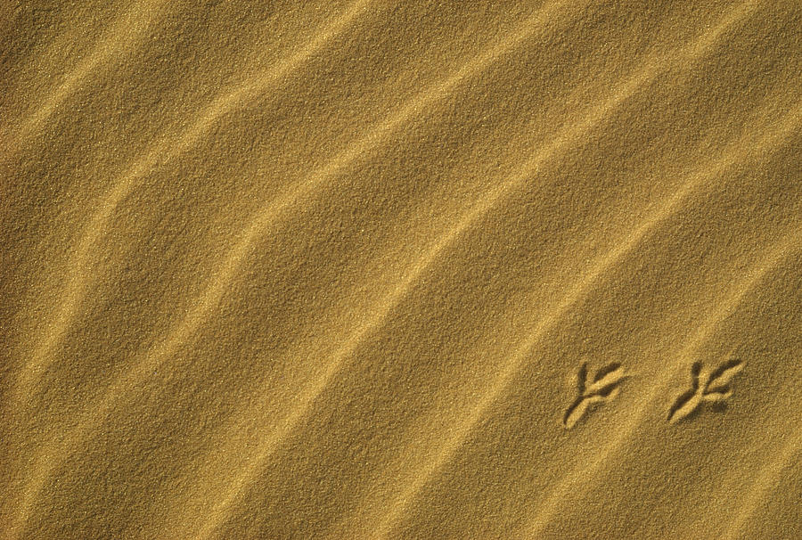 Bird Tracks on Sand Dune Photograph by Gerry Ellis