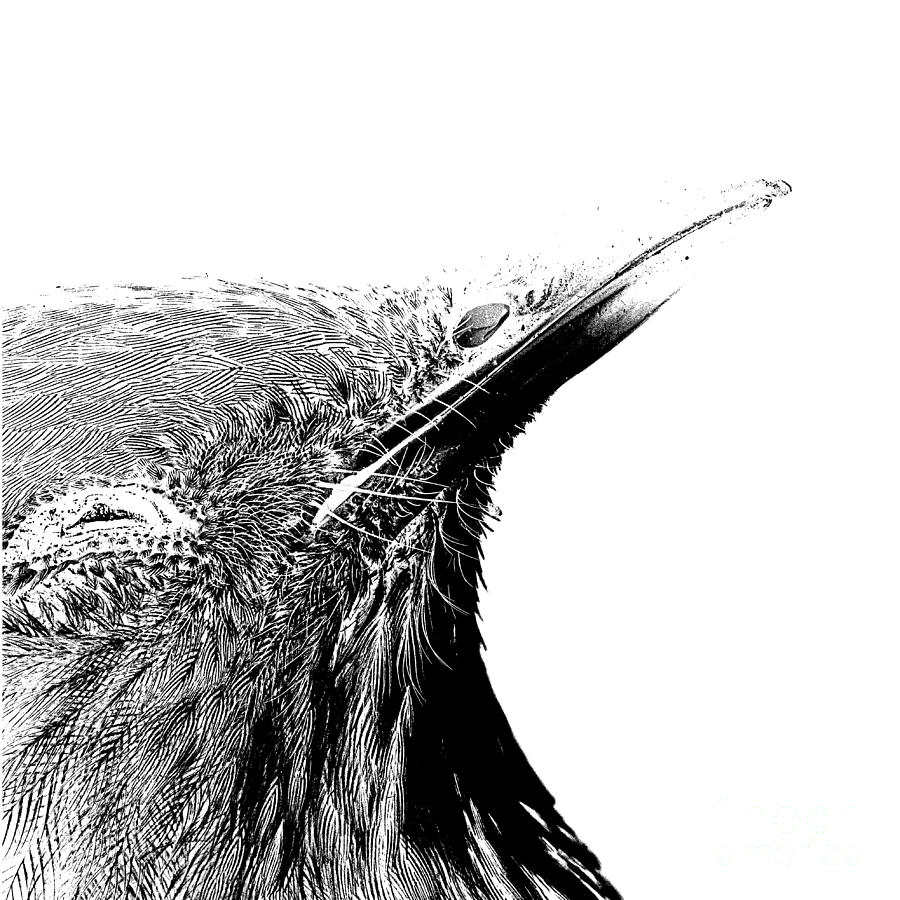 Bird Transparent Background Drawing by Edward Fielding