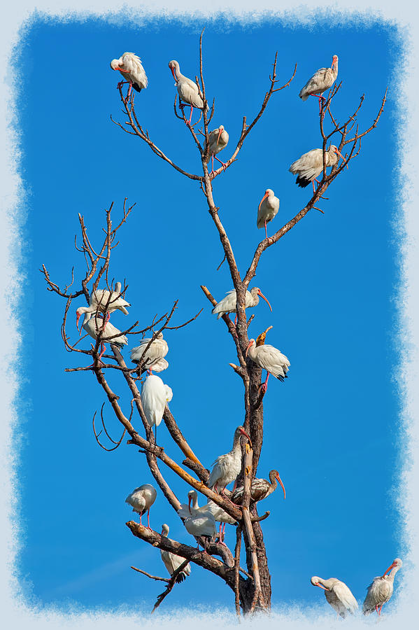 Bird Photograph - Bird Tree by John M Bailey