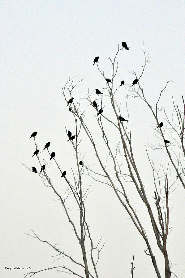 Bird Tree Photograph by Kay Lovingood