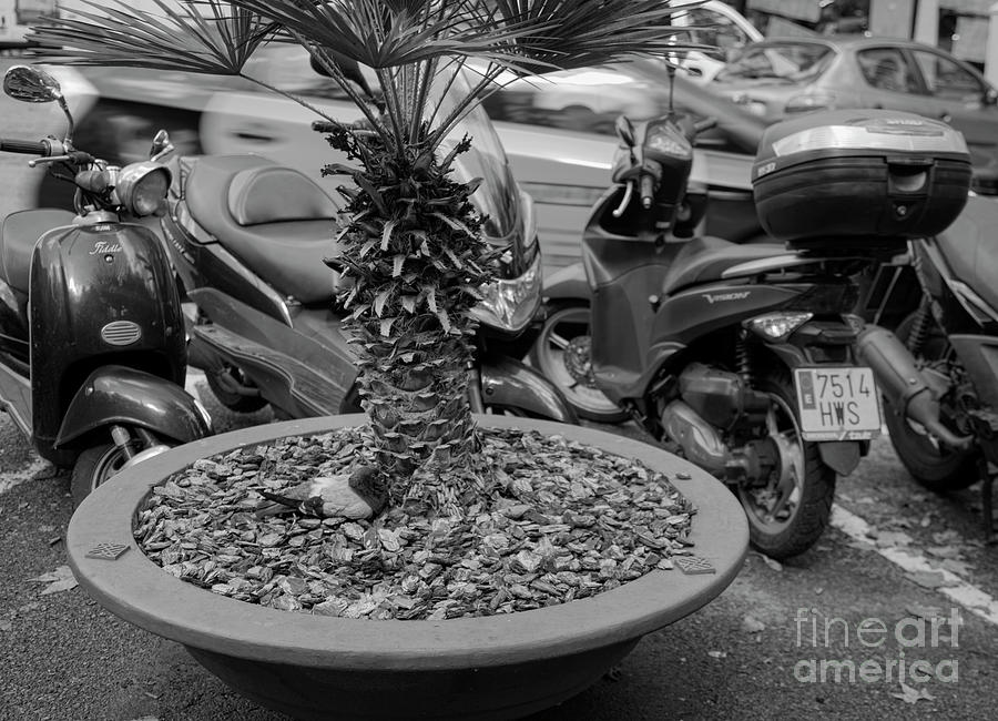 Bird Tree Motorcycle Spain BW Photograph by Chuck Kuhn