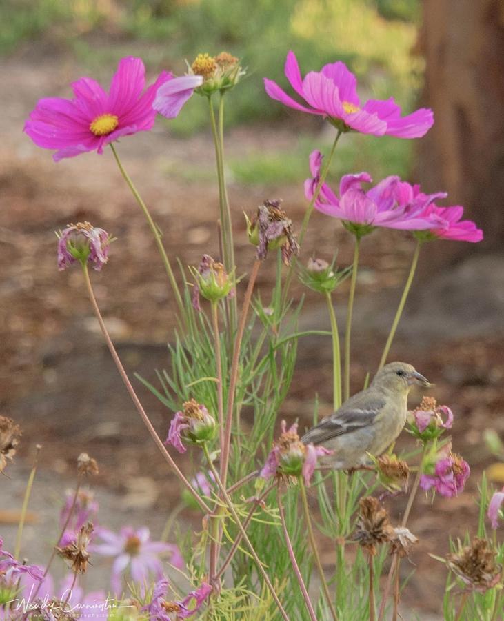 Bird Under Flowers Photograph by Wendy Carrington