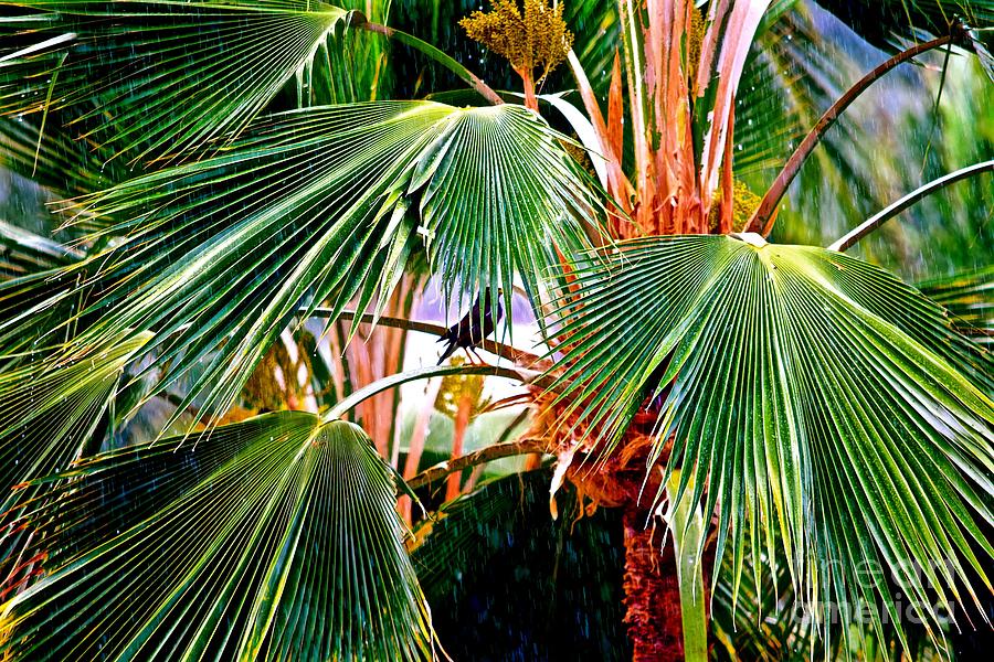 Bird Photograph - Bird Sheltering under Palms by Debra Banks