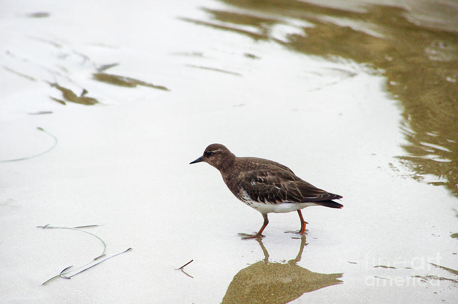 Bird Walking on Beach Photograph by Mariola Bitner