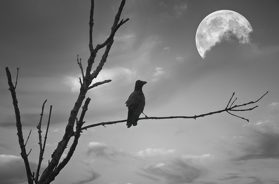 Bird Watching Black and White Photograph by Steven Michael