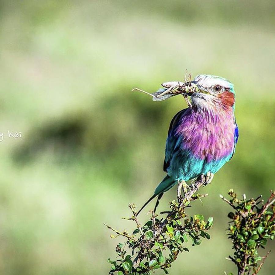Bird Watching In Masai Mara ▪️masai Photograph by Keisuke Shingu