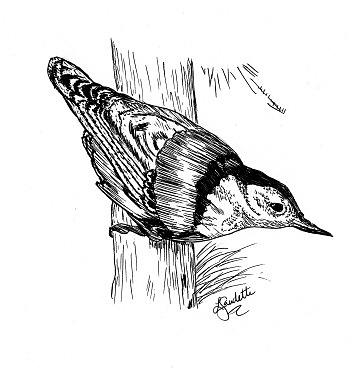 Bird watching Drawing by Linda Gaudette - Fine Art America