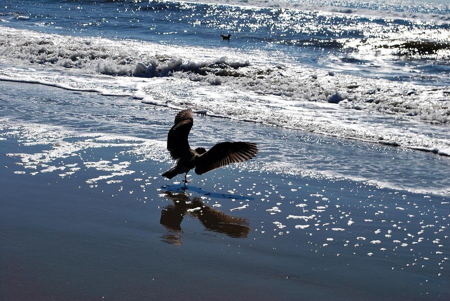 Nature Photograph - Bird Wings Out - Beach Reflection by Matt Quest