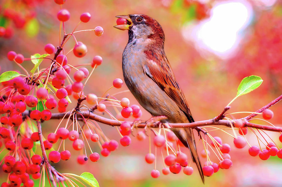 Bird With Cherry Photograph by Mountain Dreams