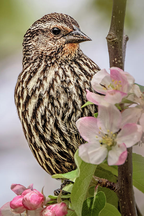 Bird With Spring Blossoms Photograph by Wes Iversen