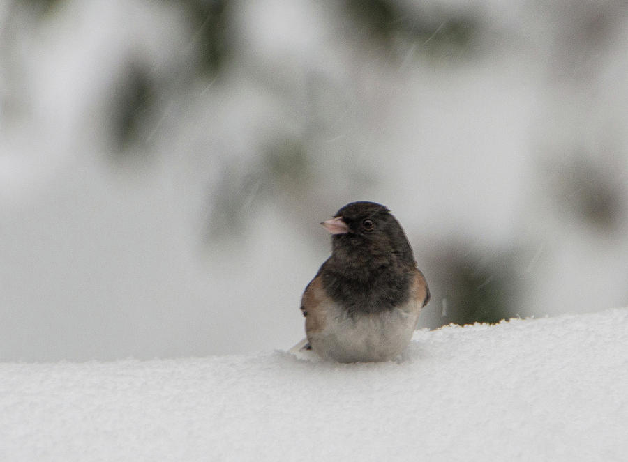 Chilly Bird Photograph by Marilyn Wilson