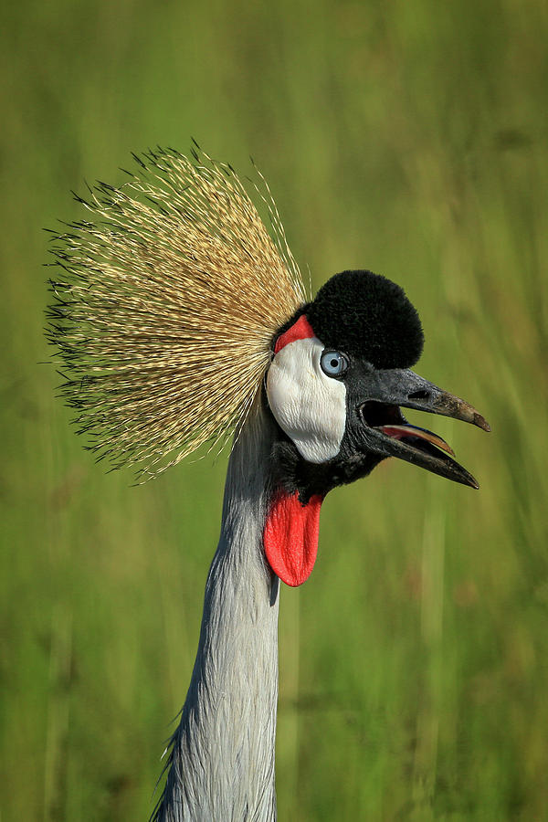 Grey Crowned Crane Photograph by Steven Upton