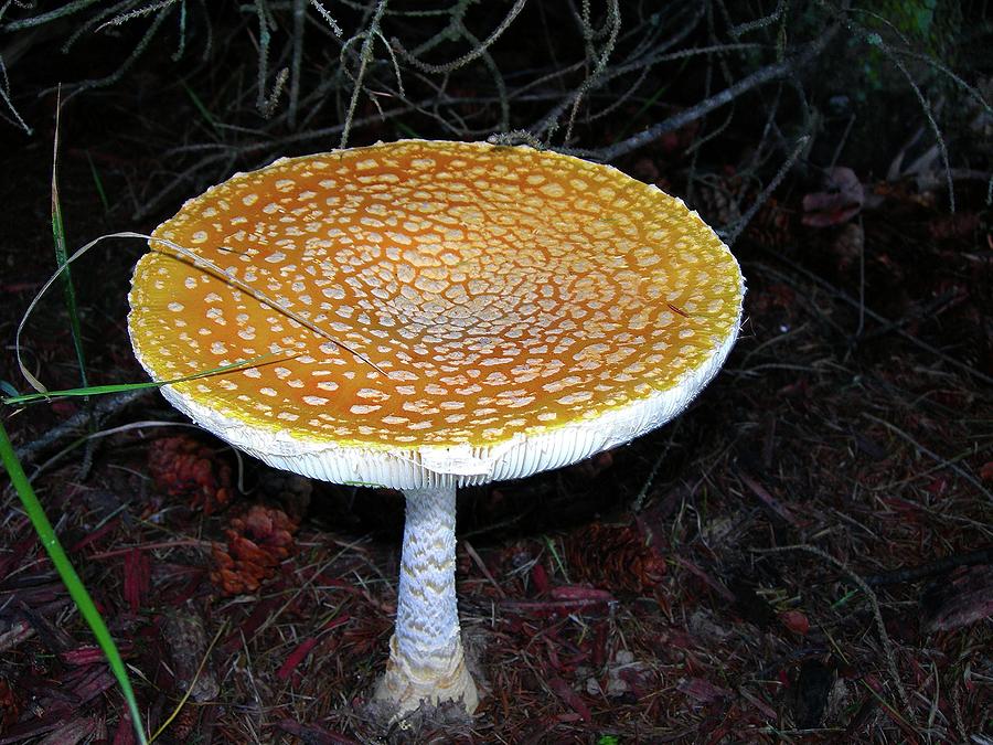 Mushroom Photograph - Birdbath Fungus by Randy Rosenberger
