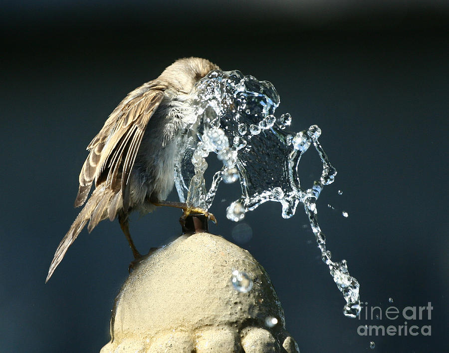 Sparrow Photograph - Birdbath by Jan Piller