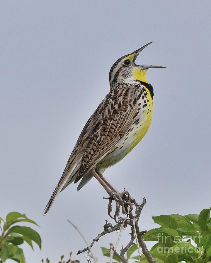Birdcall Photograph by Robert Buderman