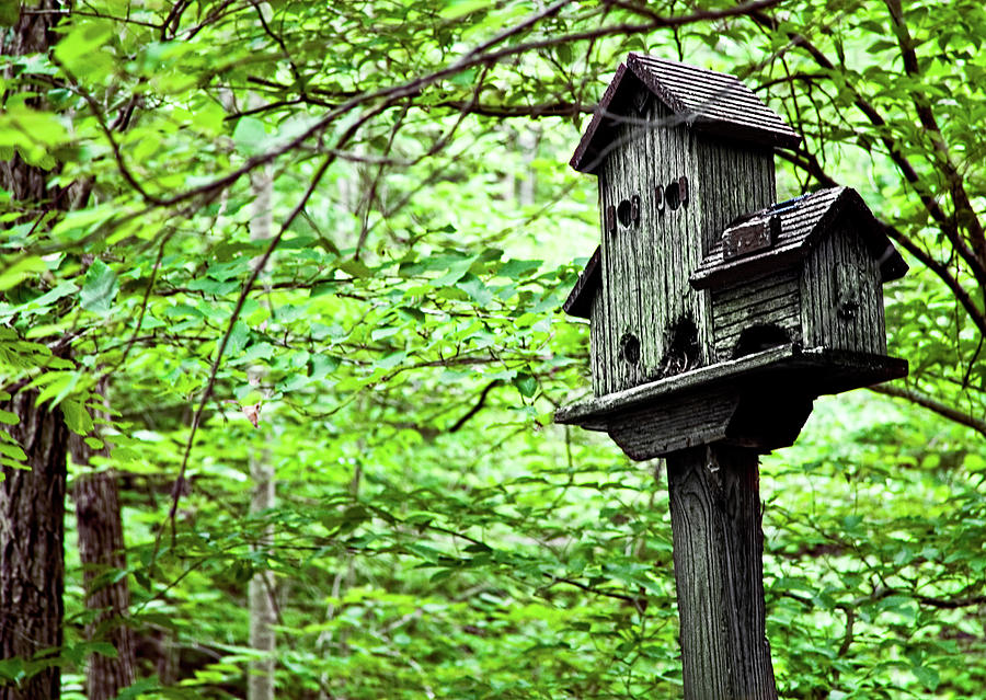Birdhouse Among Natures Birdhouses Photograph by Sherry  Curry