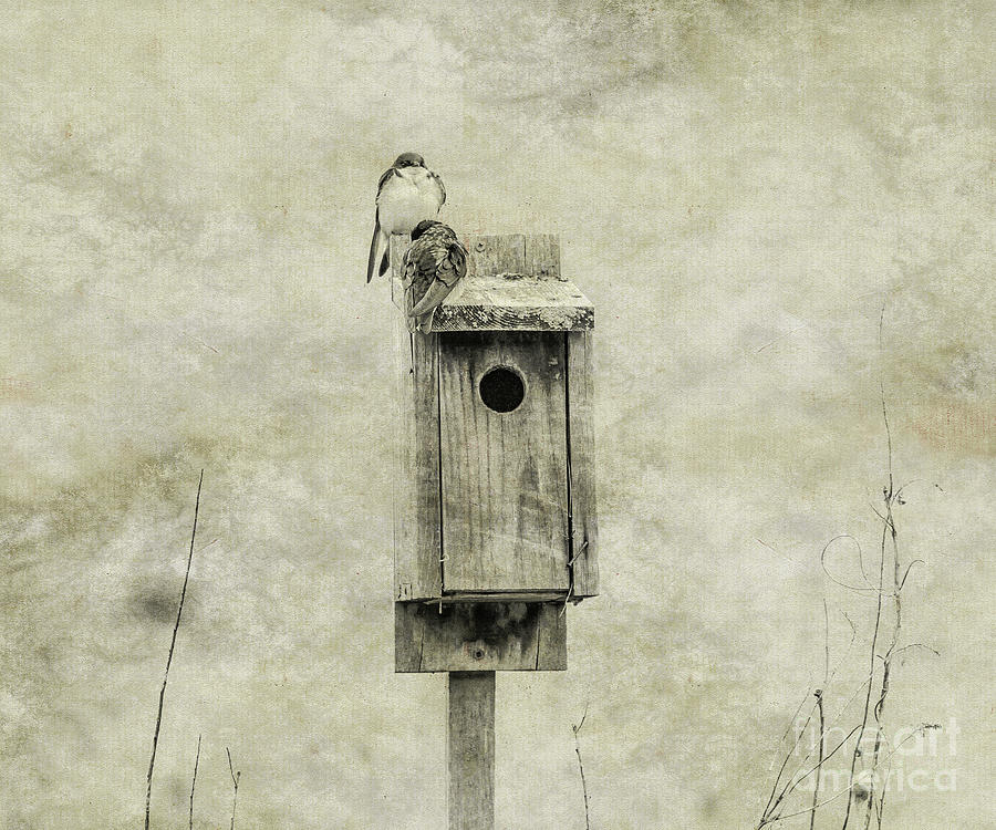 Birdhouse and Birds in Field Textured Digital Art by Randy Steele