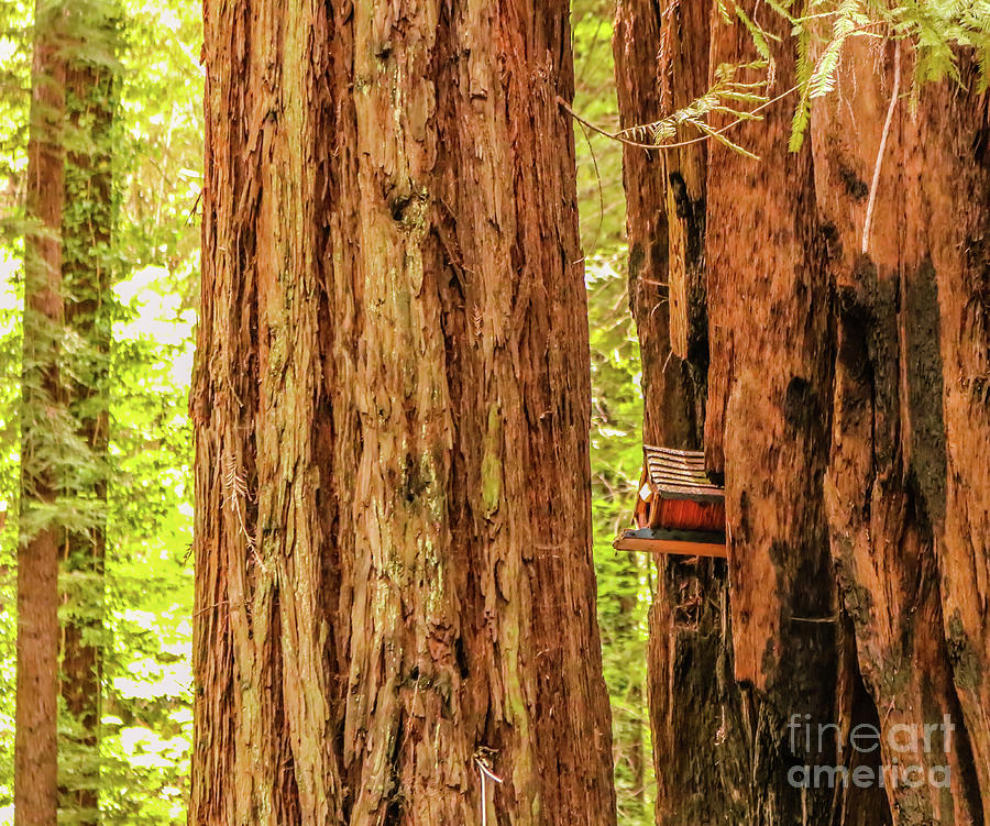 Birdhouse in a redwood tree Photograph by Claudia M Photography